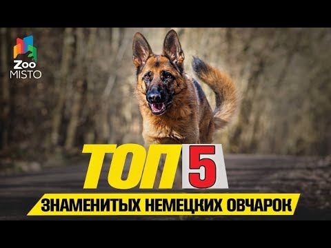 Топ 5 знаменитых немецких овчарок |Top 5 famous German shepherds