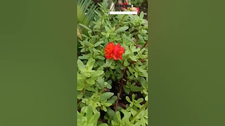 #portulaca #shorts - DayDayNews