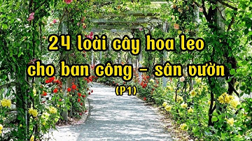 24 loại cây leo phổ biến ra hoa rực rỡ giúp nhà bạn xanh mát quanh năm (Phần 1)