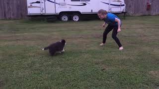 Sheltie Herding Instinct Test