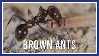 Brown ants in a wall by PGH Pest Prevention 151 views 2 years ago 3 minutes, 11 seconds