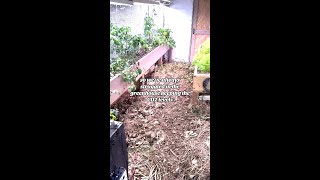 Why CO2 is IMPORTANT in your GREENHOUSE