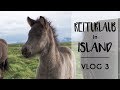 Reiturlaub ISLAND: Das süßeste Fohlen, Ritt zur Küste und Meditation am Wasserfall!
