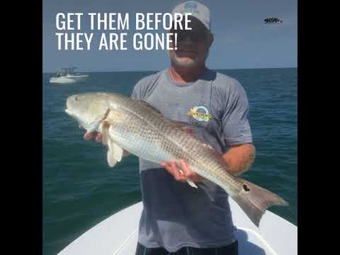land is the limit baits