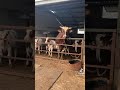 Süt Inekleri Maşallah Kaliteye Devam Kurbanlık Dana Düve Inek Süt Buzağı Büyükbaş