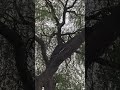 biggest tree bird's meeting nature's captured mind relaxation sound captured nature's beutifull view