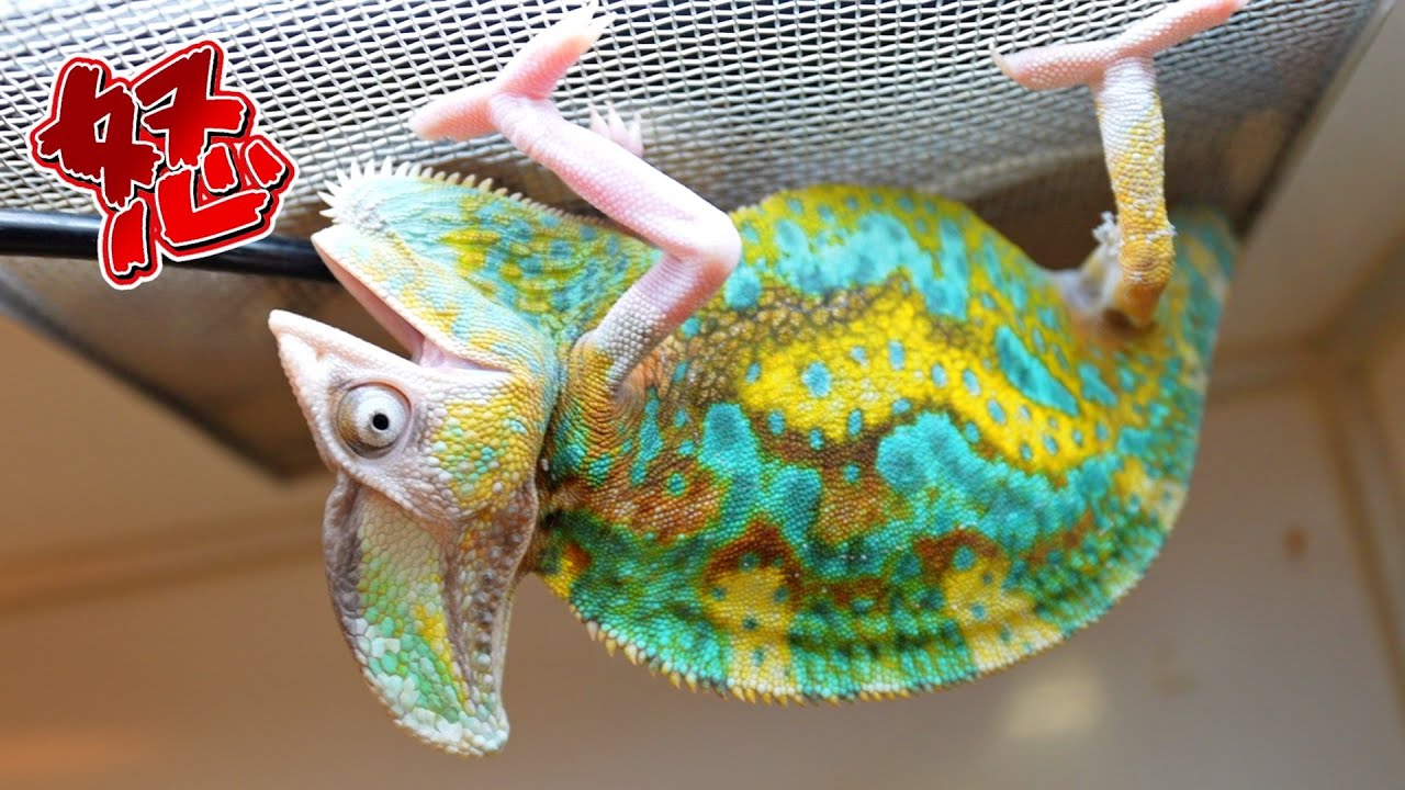Crested Chameleon, are you too angry? - YouTube