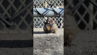 Doordash While Waiting