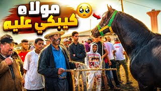 سيدي بنور سوق حماسي و بادريس شراء خيول بالوريقات وعودة مليحة 😍 