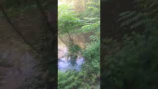 竹DSC 0004