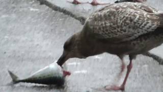 漁師さんにおこぼれをもらうカモメ