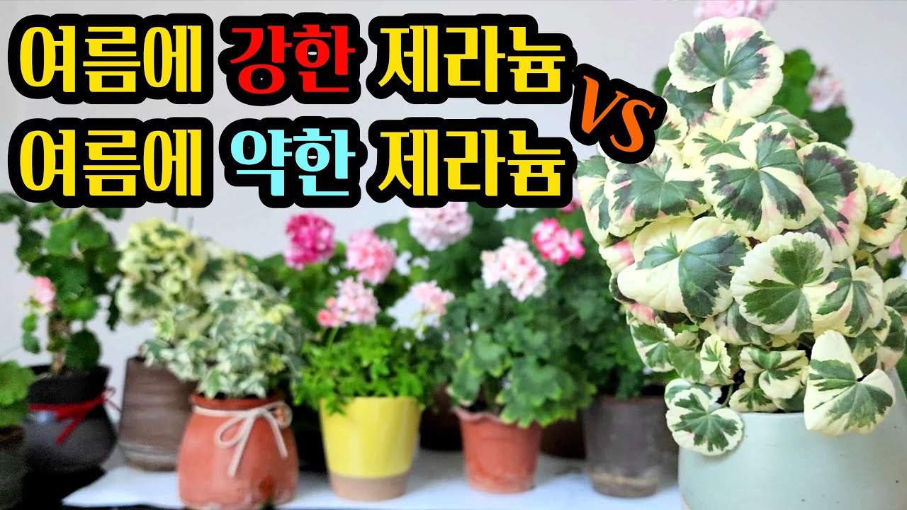 [4K] 여름 시작! 이 여름에도 강한 제라늄이 있다면?!!!  summer-tolerant pelargonium #제라늄 #pelargonium