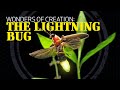 Wonders of Creation: Lightning Bugs