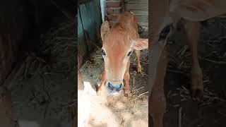 Farm Fresh Laughs🐄😂🌹#cowcomedy #countryhumor #animals #fypシ゚viral #cattlefun