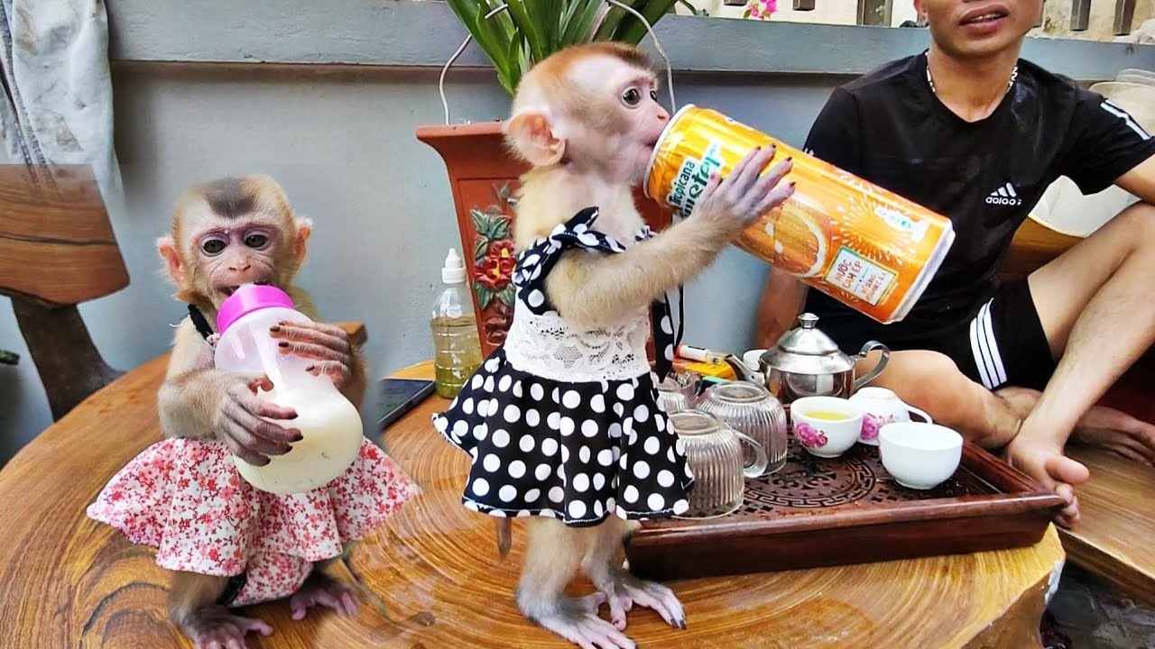 Afternoon of fun playing with smart little monkeys - YouTube