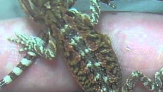 66% het for hypo Babies