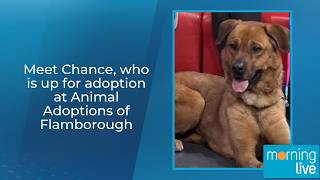 Meet Chance, who is up for adoption at Animal Adoptions of Flamborough