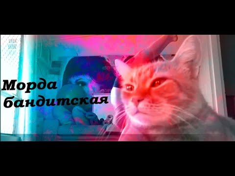 морда бандитская