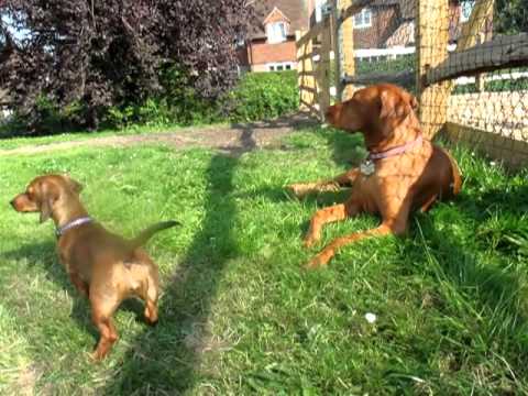 vizsla dachshund mix