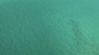 Bimini Silver airways landing