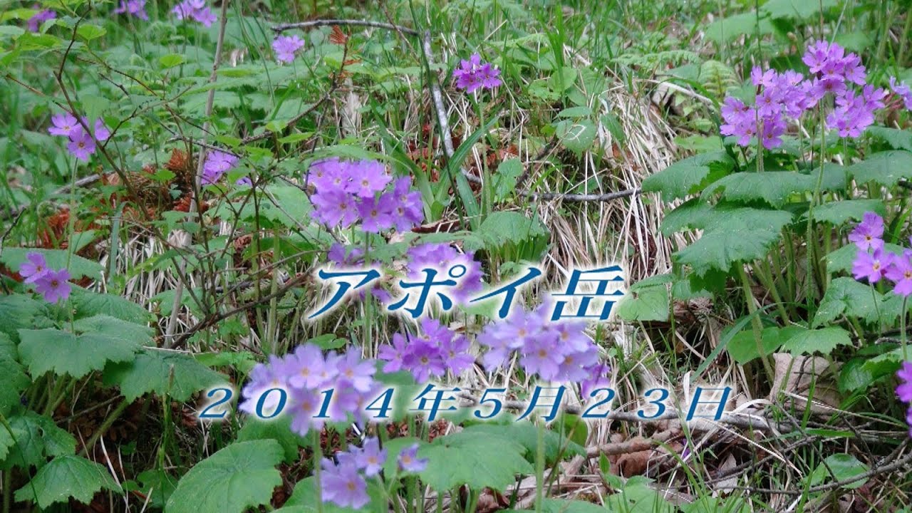 北海道の高山植物（大形本）　創土社　【中古ー非常に良い】 北海道の高山植物（大形本） 創土社 【中古ー非常に良い】 北海道