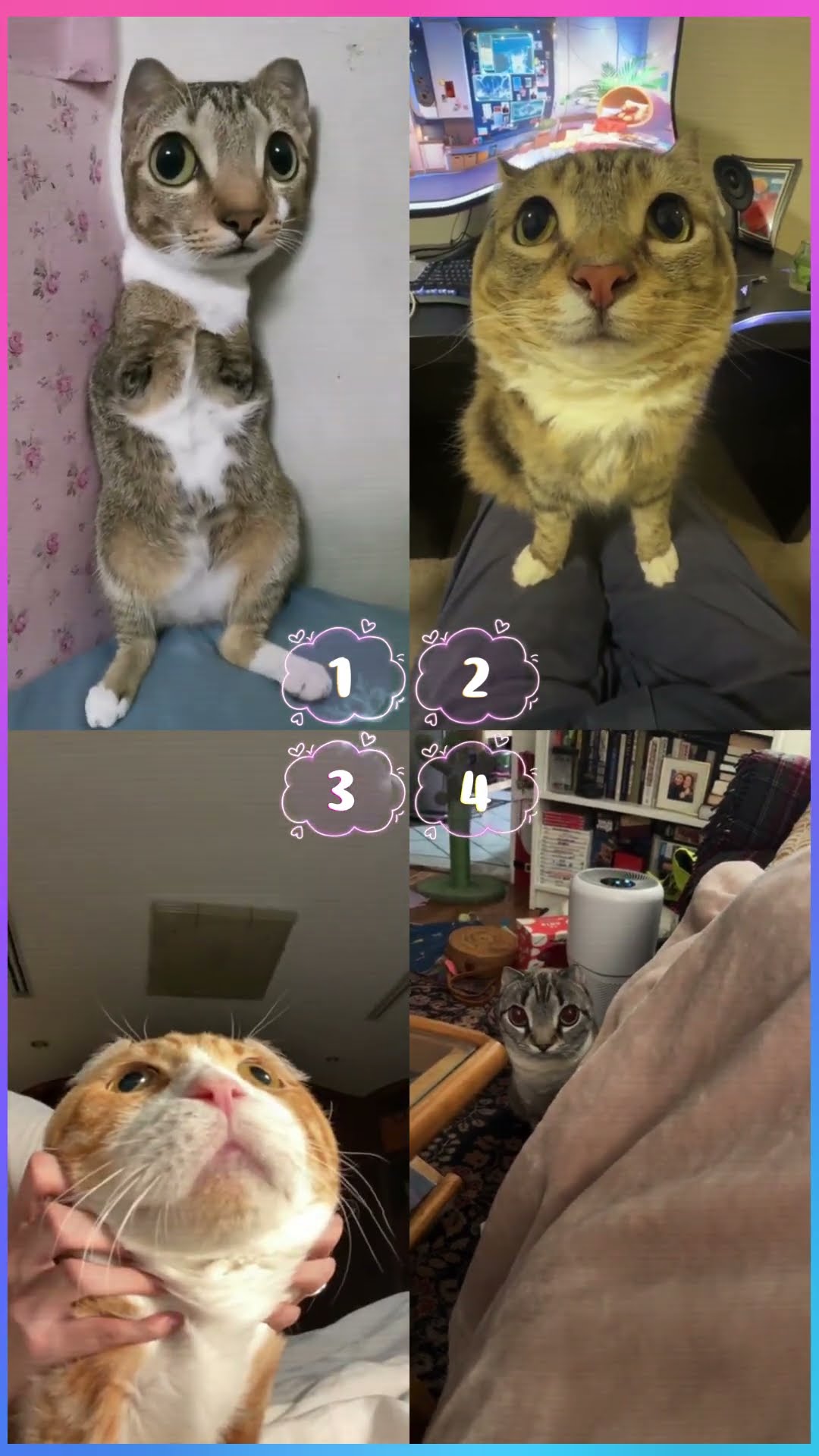 WHOS THE BEST ?? #shorts #dance #tiktok #cats #cute