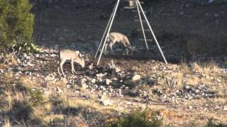 Pope Ranch 2010 - Dead Aoudad