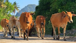 Puluhan sapi lembu jinak berkerumunan berjalan ramai ramai dengan semangat menuju kandang, Suara Moo
