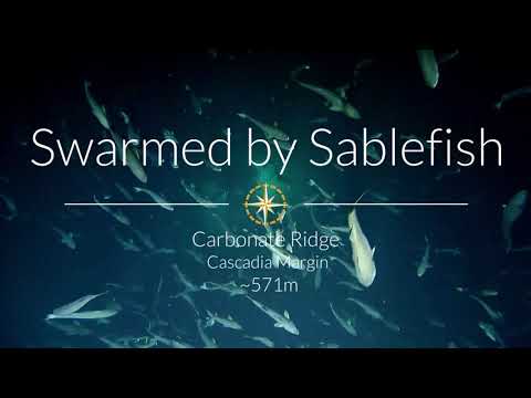 Swarmed by Sablefish | NA128