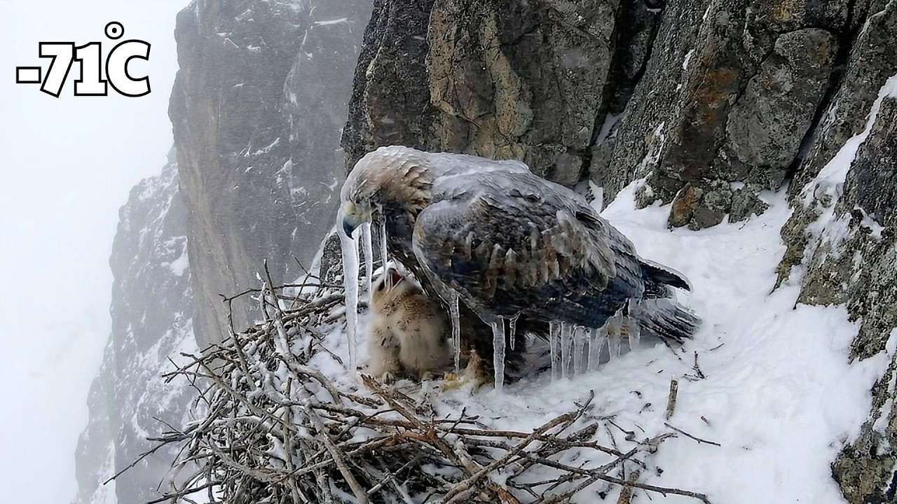 A 93-Year-Old Woman Rescues a Frozen Mother Eagle & Her Chick — Then a Surprise Happened at Her Door