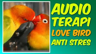 Pancingan Audio Lovebird ngekek panjang ❗️🔥