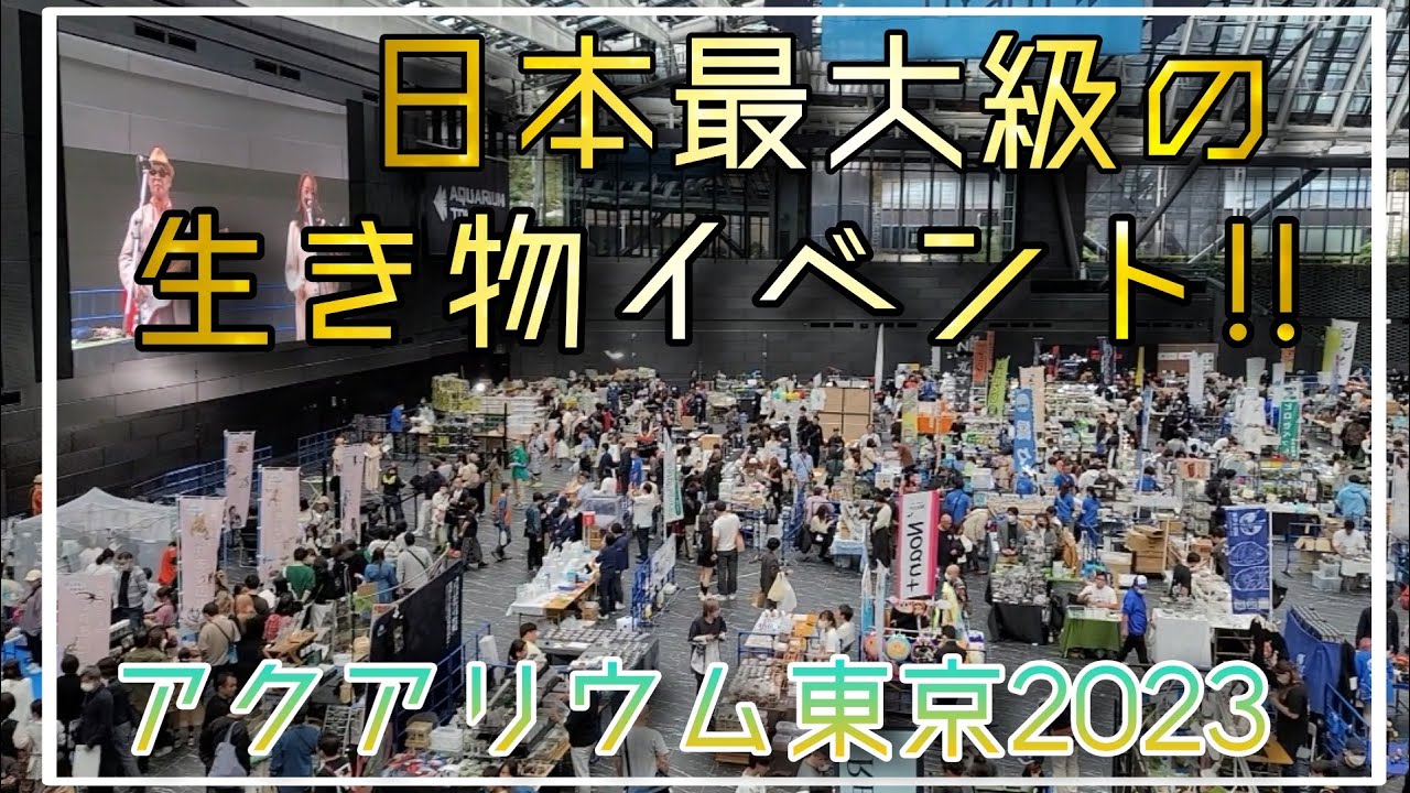 日本最大級生き物イベント‼アクアリウム東京2023が凄かった‼　aquarium　アクアリウム　熱帯植物　金魚　熱帯魚　水草　流木　メダカ