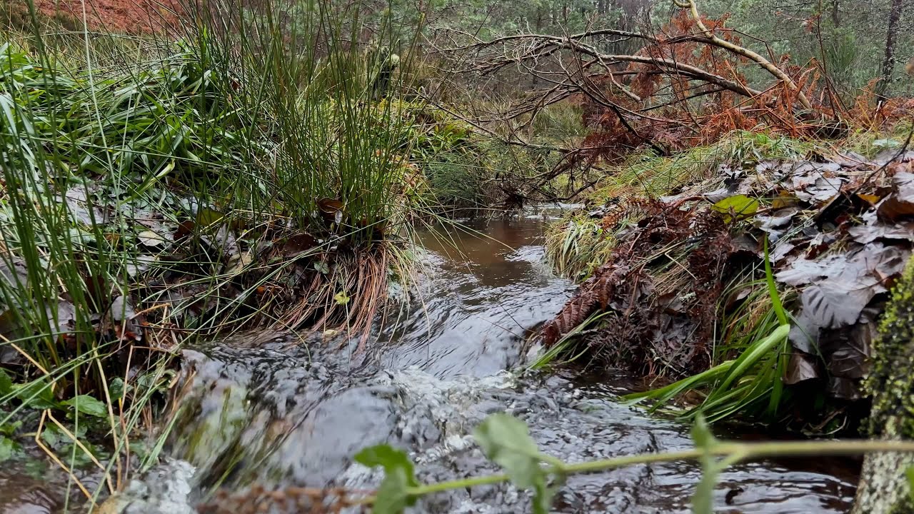 Steady Forest Stream - 20 Minutes of Flow | Scotland