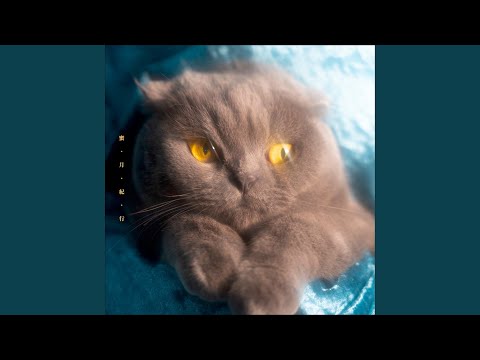 猫戦 蜜・月・紀・行 レコード f07b3cbe0223739906ff3badf9c1b7