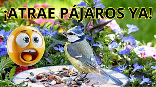 Cómo Atraer Pájaros al Jardín | Consejos Fáciles y Naturales