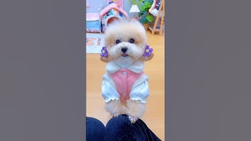 Mỗi ngày một bộ đồ. #shortsshorts #viral #cutedog #poodle #funydog1010 #dogs #funydogs #usa #dog