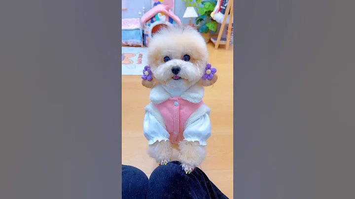 Mỗi ngày một bộ đồ. #shortsshorts #viral #cutedog #poodle #funydog1010 #dogs #funydogs #usa #dog