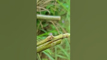 grafting new tree branches #grow #treanding #satisfying #shorts