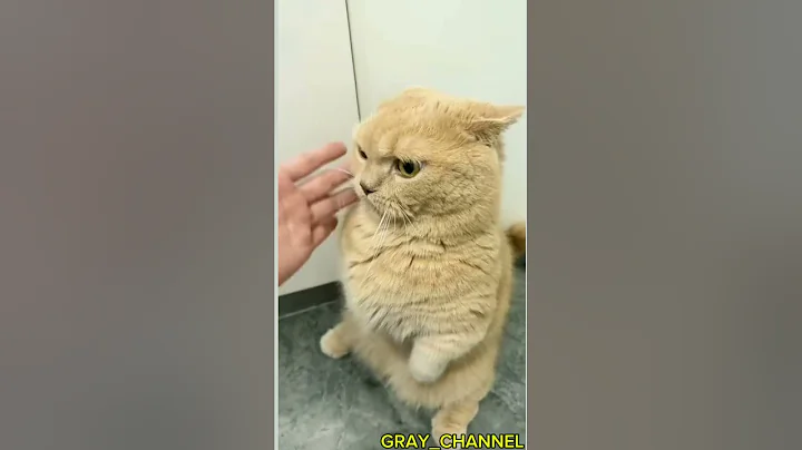 Video 11334371: cats meowing cutest, kittens amazing, little kitten, funnycats