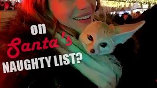 Jump into my Coat: We are meeting Santa Claus, little Fox! by Djinn The Fennec Fox 1,781 views 3 months ago 3 minutes, 30 seconds