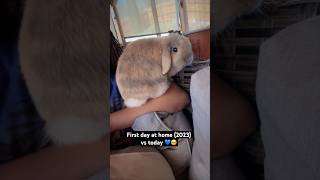 #bunny #minilop #foryoupage #foryou #rabbit #shorts #cuteanimals #petbunny #fyp #viralvideo #pet