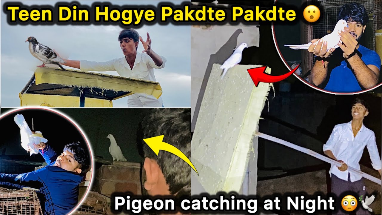 Teen Din Lge kabutar Pakdne Main 😳 || Raat Hogyi Pakdte Pakdte 🕊️ || Pigeon Came After Three days 🤑