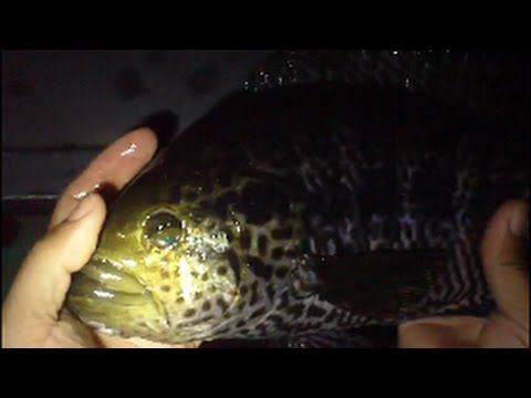 Monster Florida Jaguar Cichlids 14 My Biggest Wild Monster Florida Jaguar Cichlids 14 My Biggest Wild