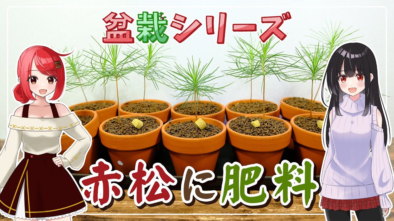 盆栽シリーズ】赤松にタブレット肥料を与える / mini bonsai / Mナオキ