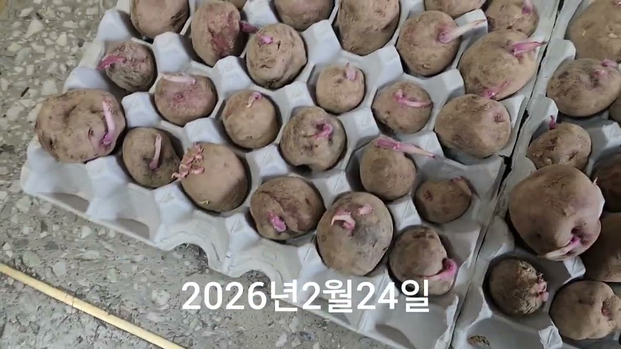 2026년2월24일 텃밭농사 주말농장 씨감자 절단 두백감자 홍감자