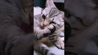 遊びの合間にチャチャッとグルーミングする子猫! #マンチカン #ジェネッタ #短足