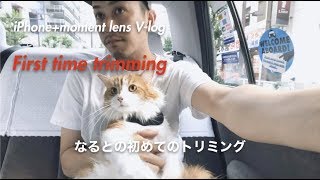 【ナルト初めてのトリミング】夏なんでバッサリとカットしてあげました【iPhoneでvlog】