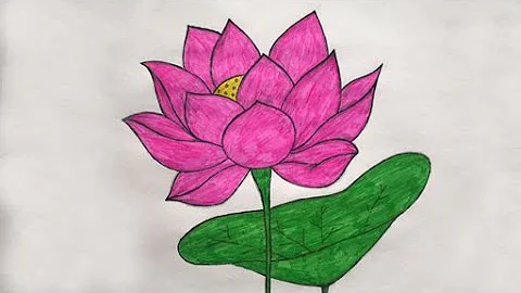 Cách Vẽ Hoa Sen Bằng Chì