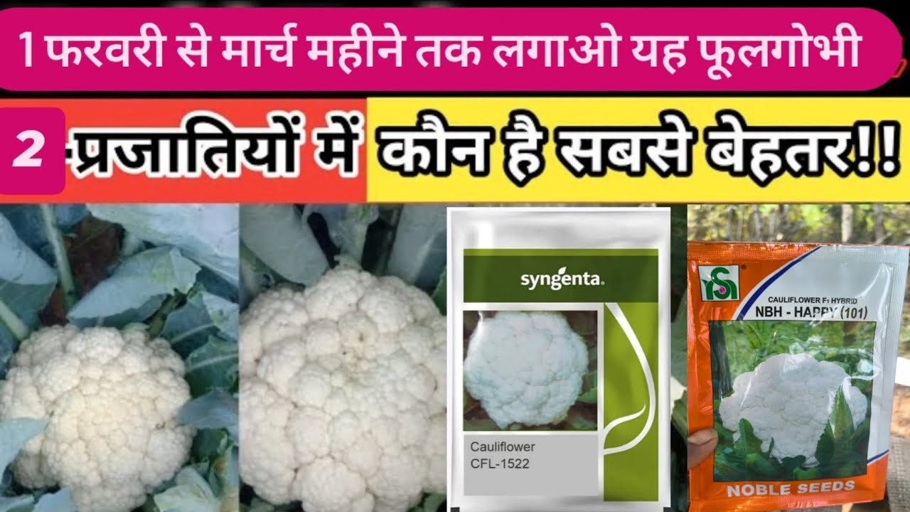 "फरवरी से मार्च में फूलगोभी लगाएं: जानें कैसे पाएं बंपर फसल!"