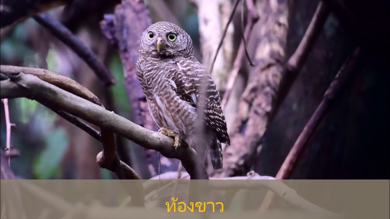 026 VDO นกเค้าโมง, นกเค้าแมว Asian Barred Owlet 